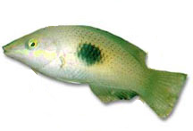 Inscribed wrasse